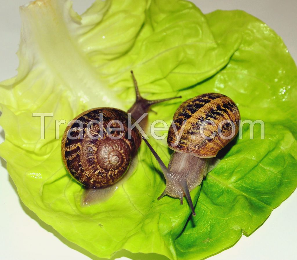 Snails