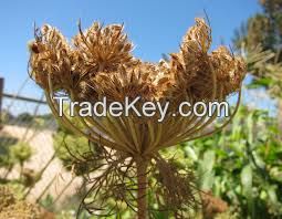 Carrot Seeds