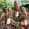 Sell: Morchella conica (Fresh/Dried/Frozen)