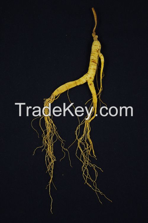 Wild Natural Siberian 15 Years Old Ginseng Roots Original Panax