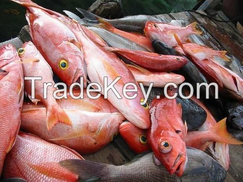 Fresh and Frozen Red Snapper Fish