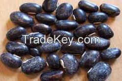 mucuna pruriens seed