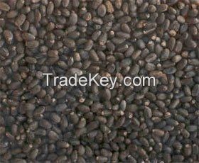 Palm kernel