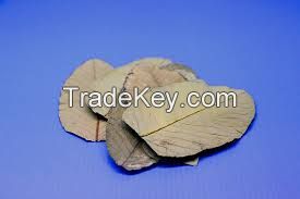 Quality Guava Leaf and Guava Leaf extract