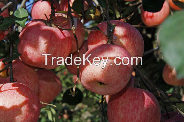 China Luochuan Fuji Fresh Apples