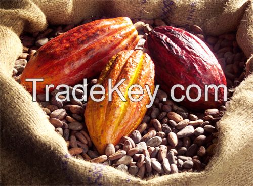 Cocoa Beans and Powder