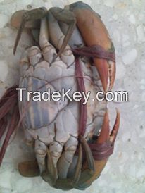 Fresh/Frozen/Alive Mud Crab