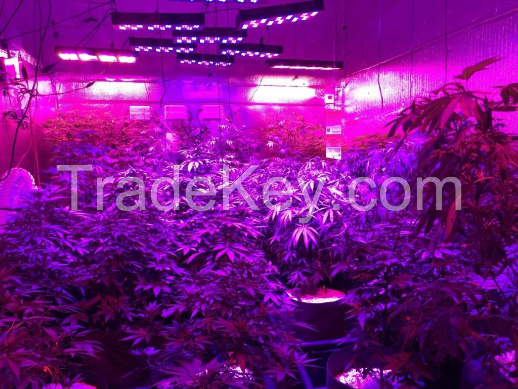 Cheep 320W 640W 960W 1200W 1600W led grow light 5W LEDs led grow lighting for hemp looking for distributor