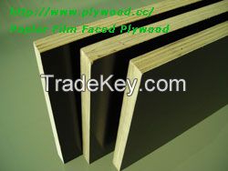 poplar film  Faced Plywood