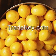 Fresh Eureka Lemon, Limes, Lemon, Avocado and Apples on hot sales
