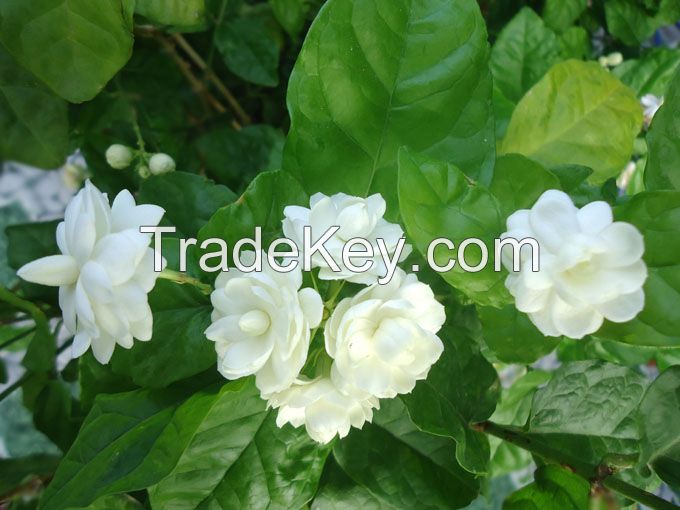 Jasmine flower