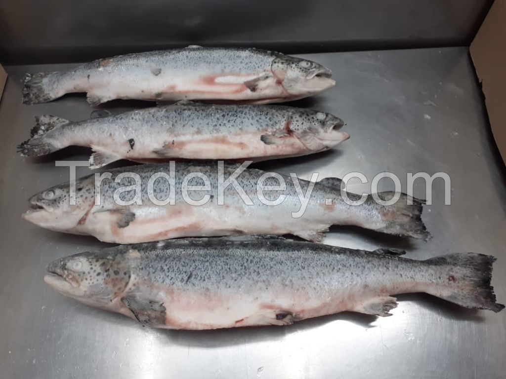 Atlantic Salmon, Hake, Squid, Cod, Snoek, Pacific pomfret, Sea bass, Swordfish