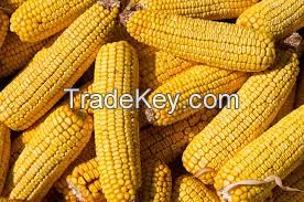 Yellow Corn