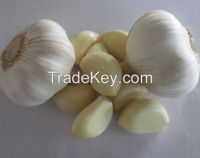 Fresh garlic