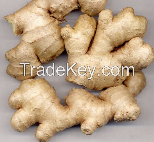 Fresh Ginger