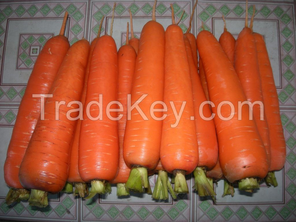 Fresh Carrot