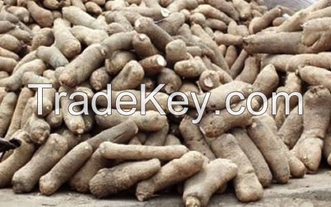 yam tuber