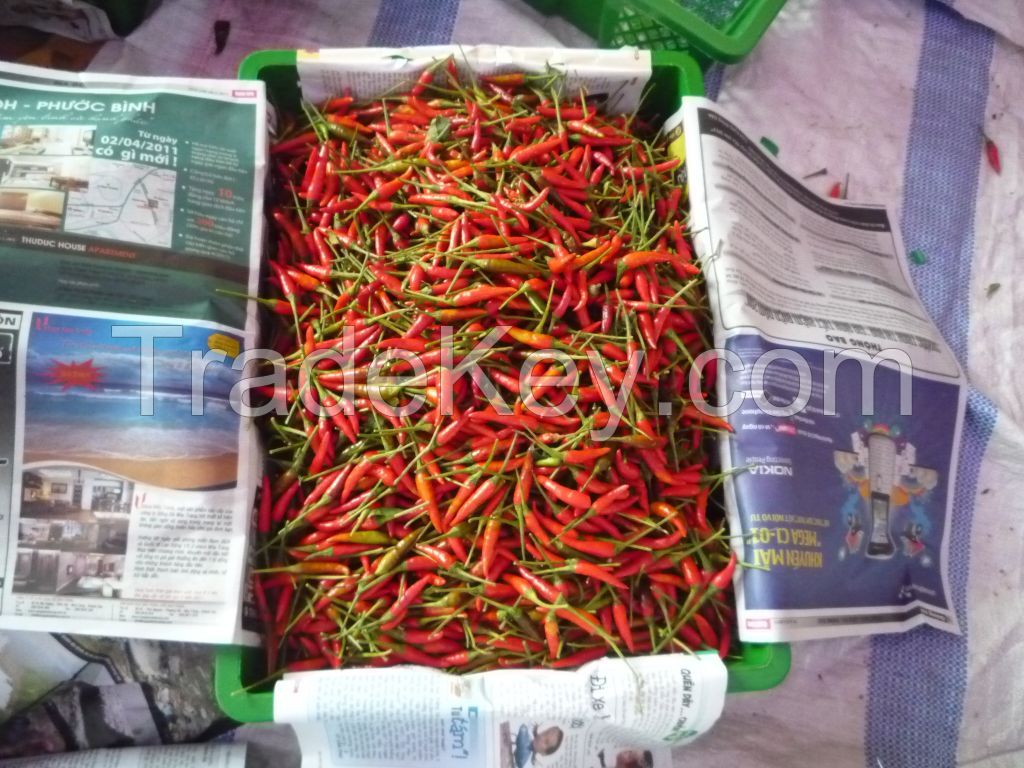 Fresh chilli from Viet Nam with best price and high quality.