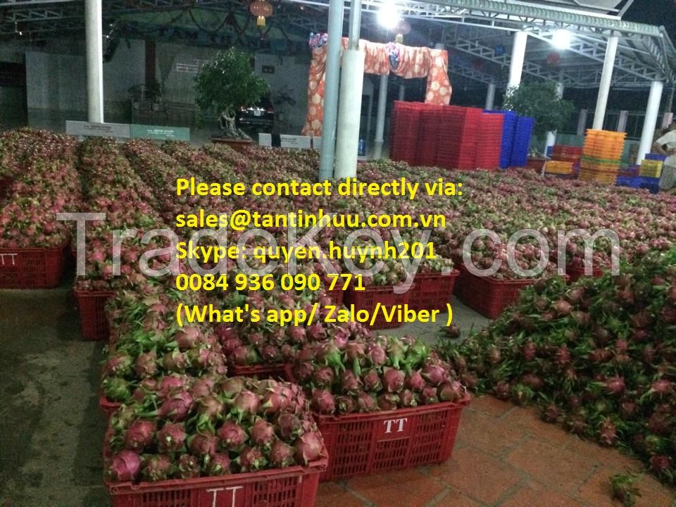 Dragon fruit from Viet Nam with best price and high quality 