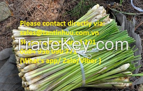 Lemon grass from Viet nam with best price and high quality