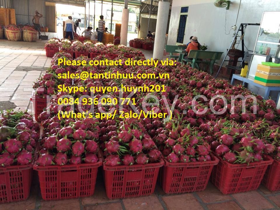 Dragon fruit from Viet Nam with best price and high quality 