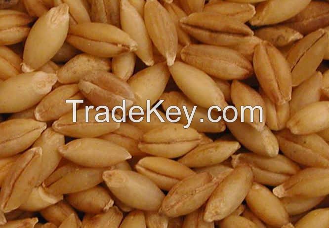 Feed barley crop