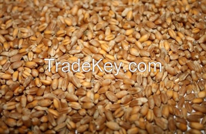 4th grade wheat crop