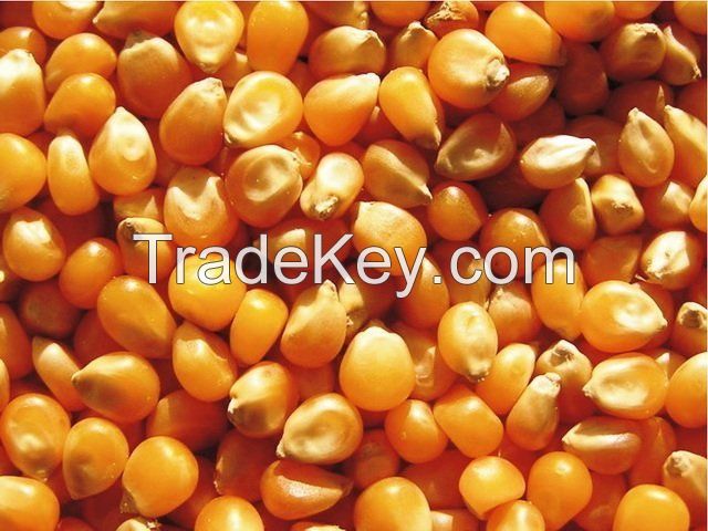 Feed corn crop