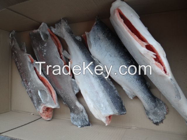 Trout Hg. Salmon Hon. Industrial A. The fish from Chile