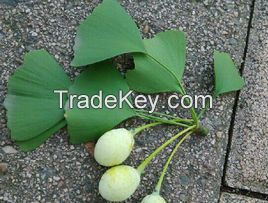 Ginkgo Biloba Extract 24% / 6%