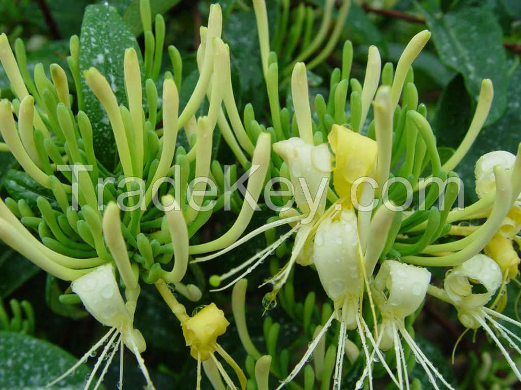 HoneySuchle Flowers Extract