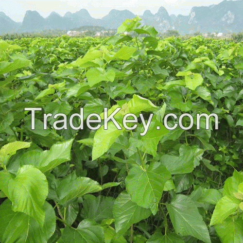 Mulberry Leaf Extract  1-Deoxynojirimycin