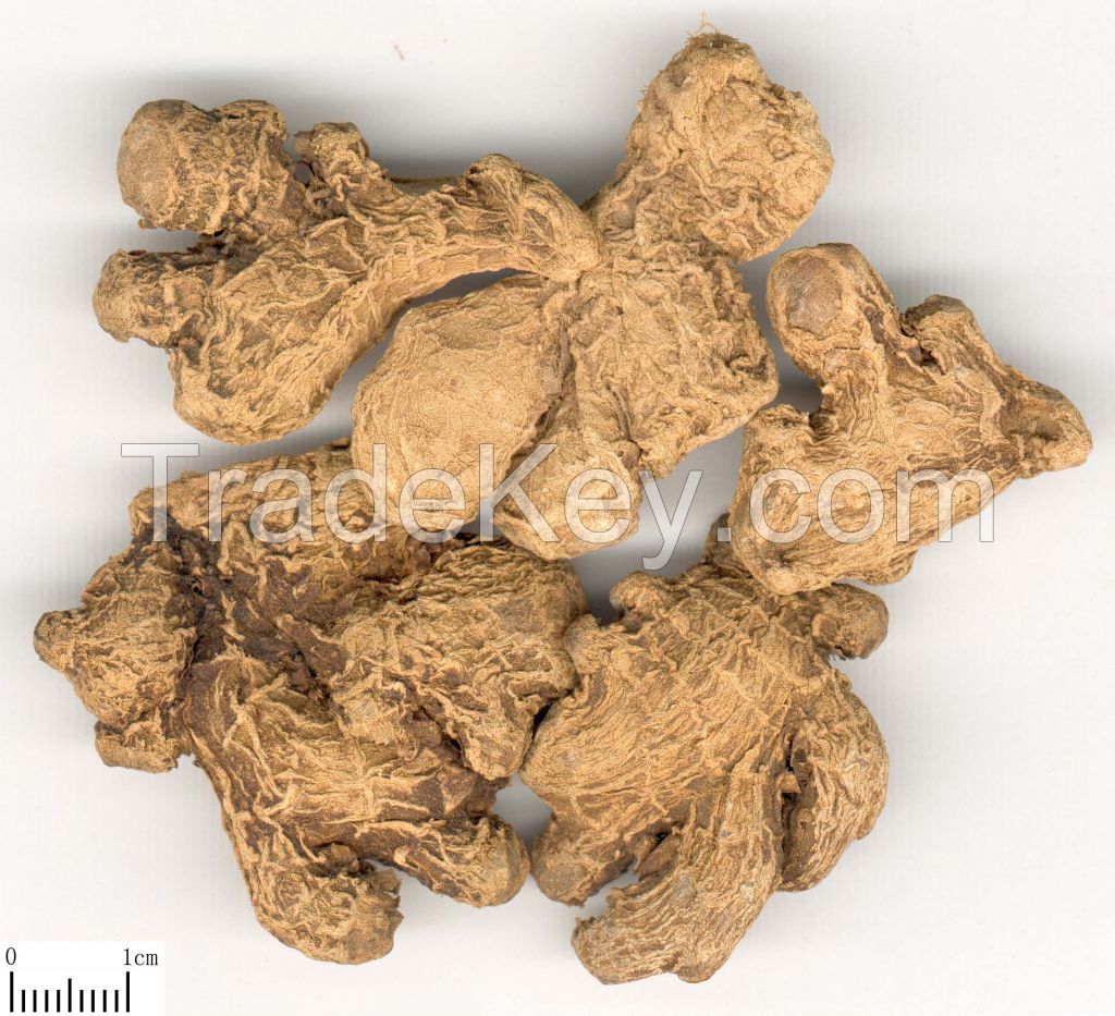 Atractylodes/Bai  Zhu/Bighead atractylodes rhizome/Chinese Herbsï¼whole/cut/powder