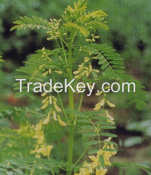 Astragalus/Huang Qi /Genuine Medicinal Materials/Chinese Tonic Herb
