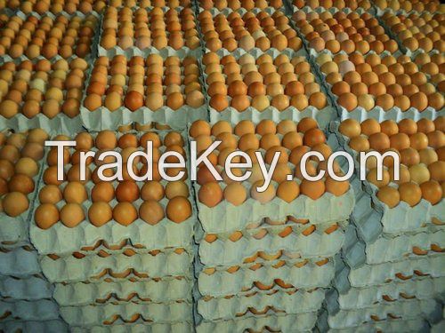 White/Brown Fresh Table Chicken Eggs