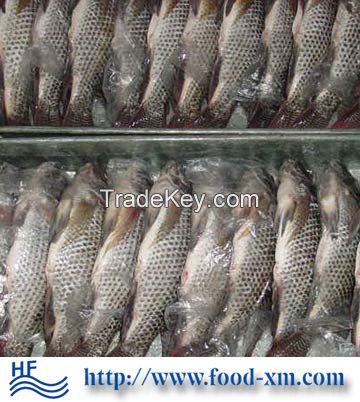 Frozen Tilapia 10%glazing