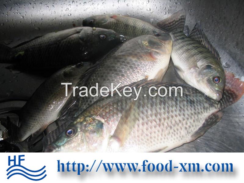 Frozen Tilapia 10%glazing