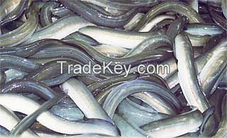 Cuttlefish, Lobster, pangasius fish, Silver Pomfret