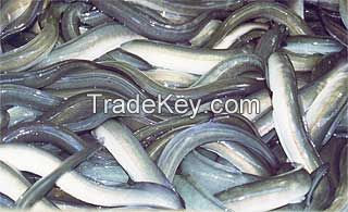 indian Mackerel,King fish, Queen Fish, Cat Fish, Skip Jack Tuna, Sail Fish, Yellow Fin Tuna