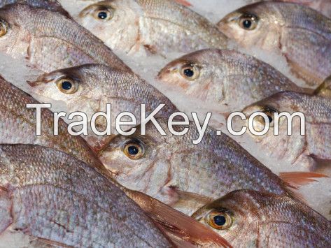 Cuttlefish, Lobster, pangasius fish, Silver Pomfret