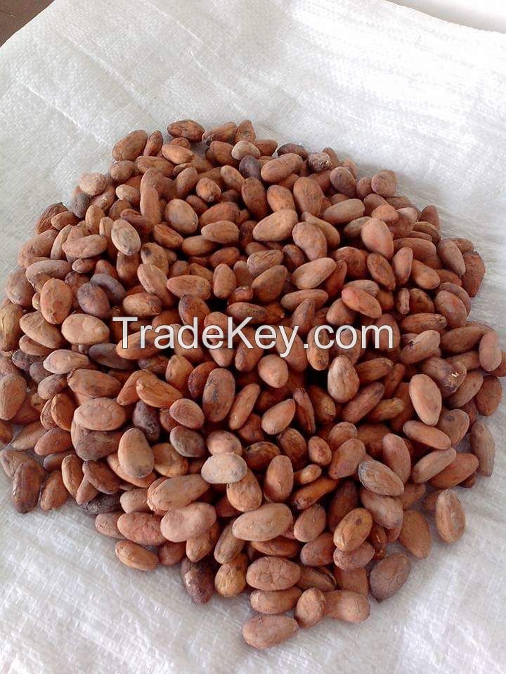 Cacao beans/ cocoa beans