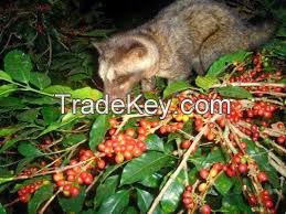 Luwak Coffee / Arabica Civets handpick Super Premium Coffee Beans from Indonesia