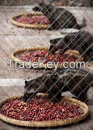 Luwak Coffee / Arabica Civets handpick Super Premium Coffee Beans from Indonesia