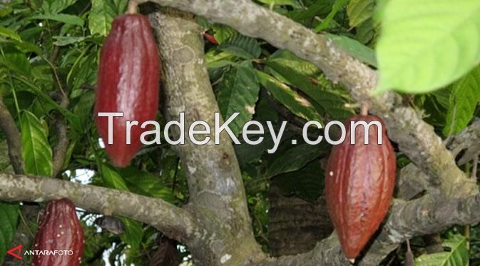 Cocoa Beans & Powder