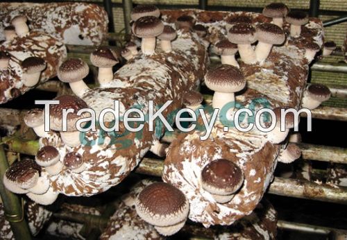 sell shiitake mushroom spawn