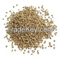 Ajwain Seed Extracts