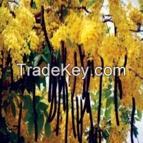 Amaltas Extract