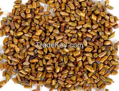 Cassia tora Seeds