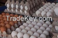 Fresh Chicken Table Eggs