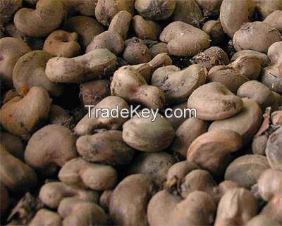 Raw And Processed Cashew Nuts And Kernels For Sale